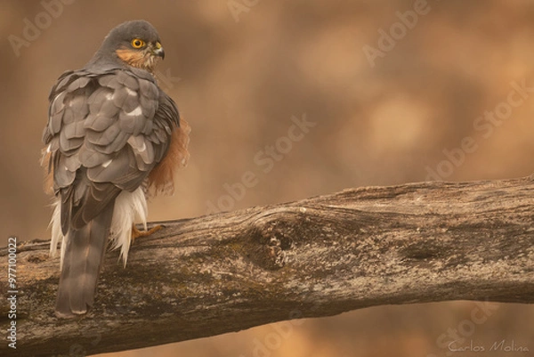 Obraz Eurasian sparrowhawk