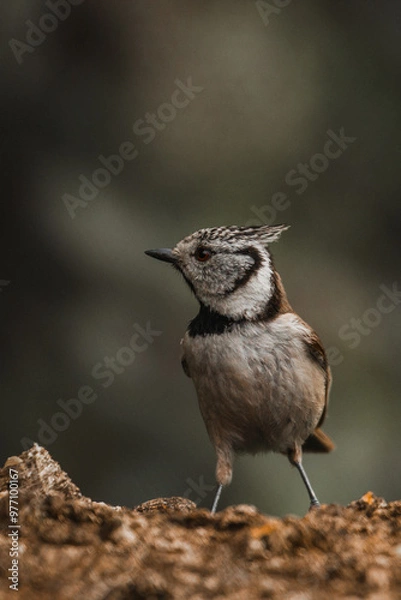 Obraz European crested tit
