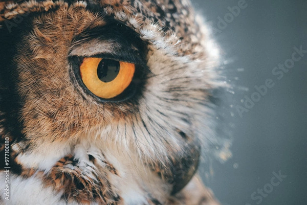 Obraz Owl