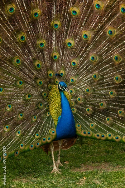 Obraz Peacock
