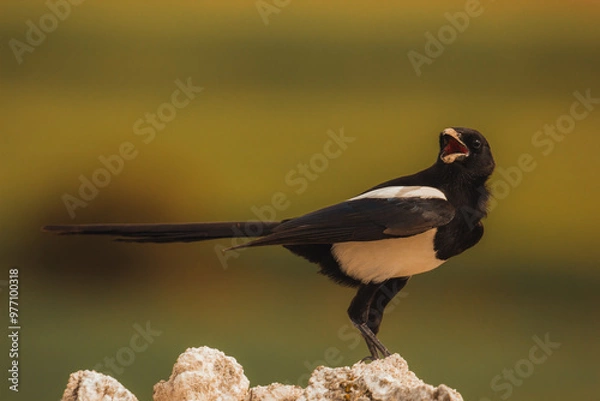 Obraz Magpie