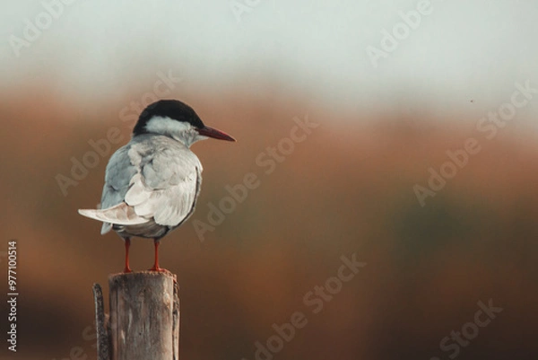 Obraz Black tern