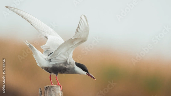 Obraz Black tern