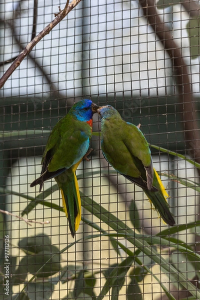 Obraz Sittiche küssen sich