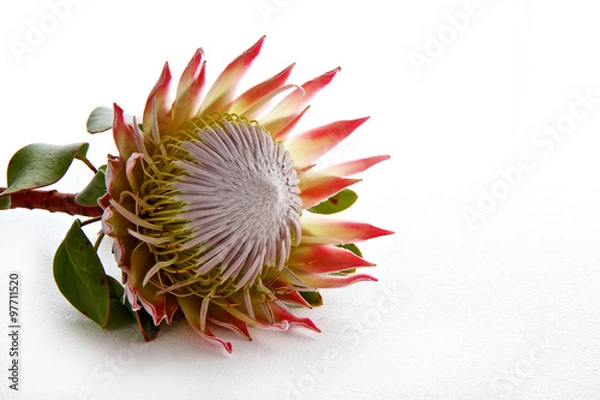 Obraz Protea flower isolated on white background with space for text
