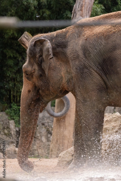 Obraz Elefant Elephantidae