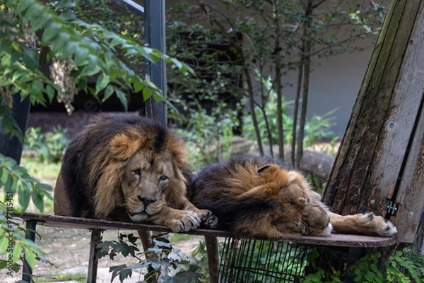 Obraz Löwe und Löwin Panthera leo