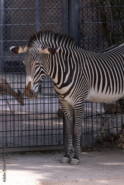 Obraz Zebra Hippotigris