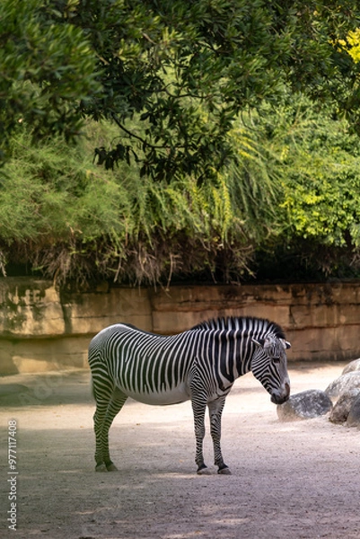 Obraz Zebra Hippotigris