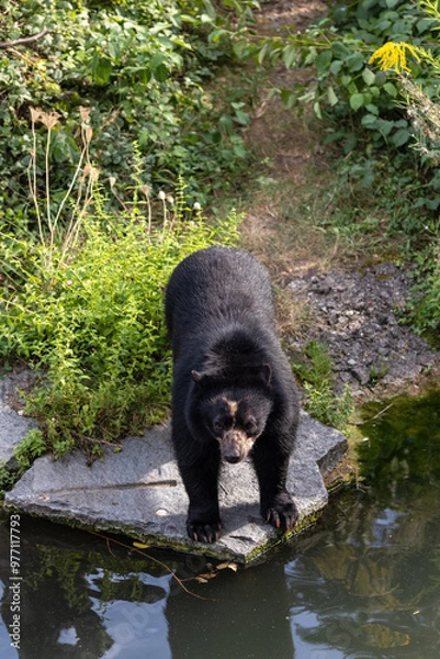 Obraz Tremarctos Bär