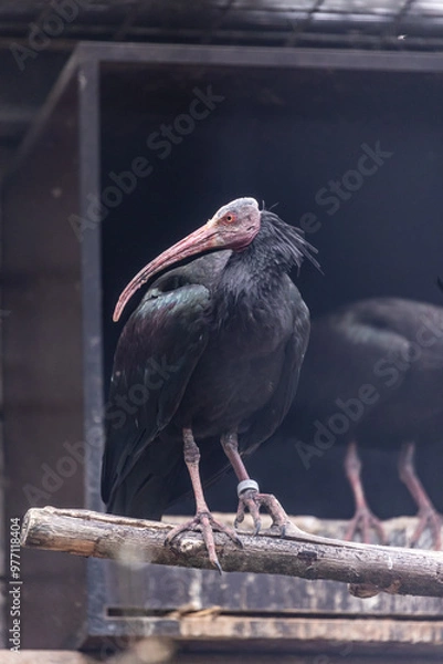 Obraz Waldrapp Geronticus eremita