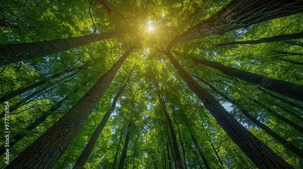 Fototapeta Majestic view from below of tall trees in a dense forest with a sunburst breaking through verdant green leaves on a bright, tranquil day in nature