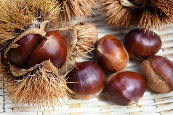 Fototapeta 収穫した栗／山形県庄内地方の栗林で、収穫した栗を撮影した写真です。