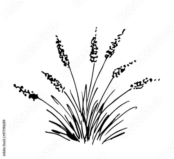 Fototapeta Hand drawn simple vector drawing with black outline. Bush pampas grass, steppe plants, prairie. Nature and vegetation. Sketch in ink.