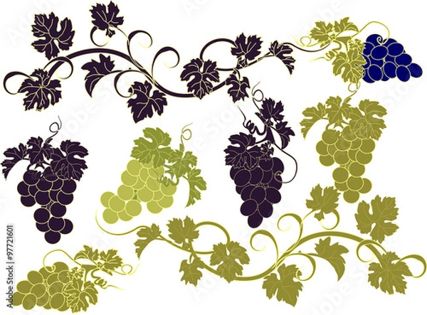 Fototapeta Vector set of bunches of grapes.