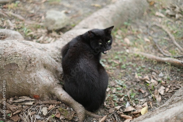 Obraz black and white cat