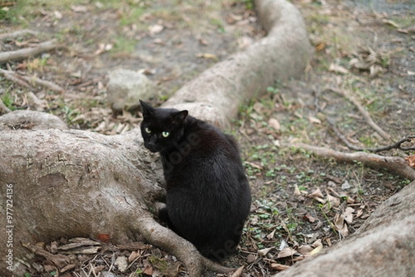 Obraz black and white sheep