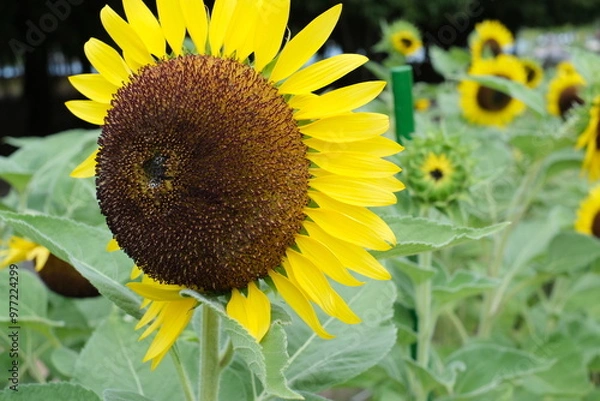 Obraz sunflower in the field