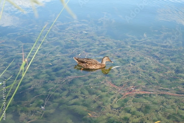 Obraz duck in the swamp