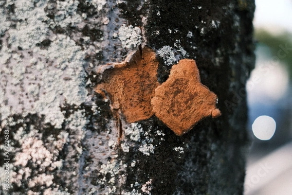 Obraz lichen on a tree