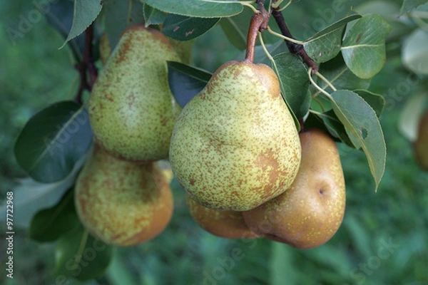 Obraz pear