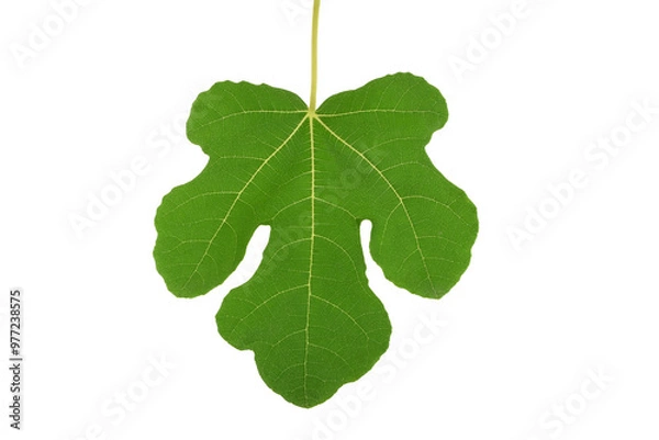 Fototapeta Feigenblatt isoliert