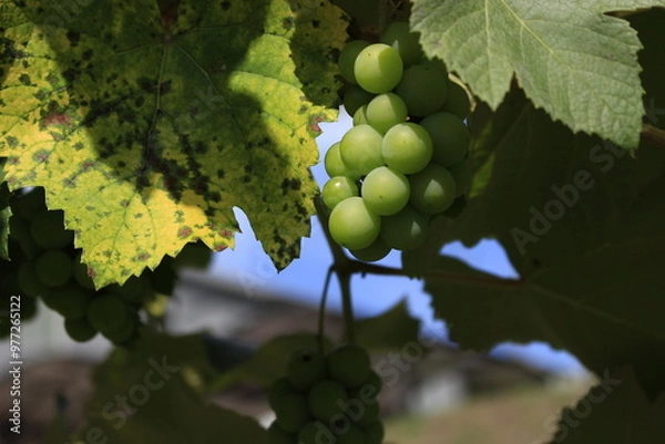 Obraz 葡萄（ぶどう）