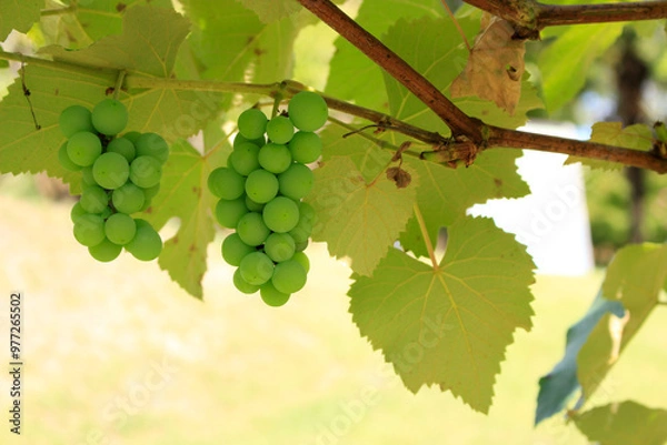 Obraz 葡萄（ぶどう）