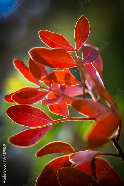Obraz red and yellow flower