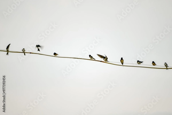 Obraz birds on a branch