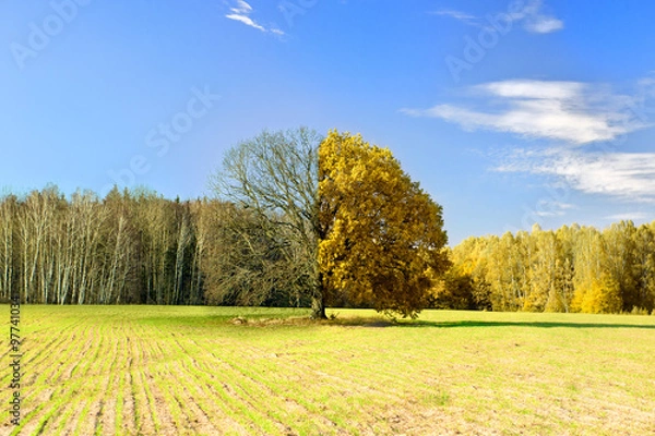 Fototapeta Tree captured at different times of the year