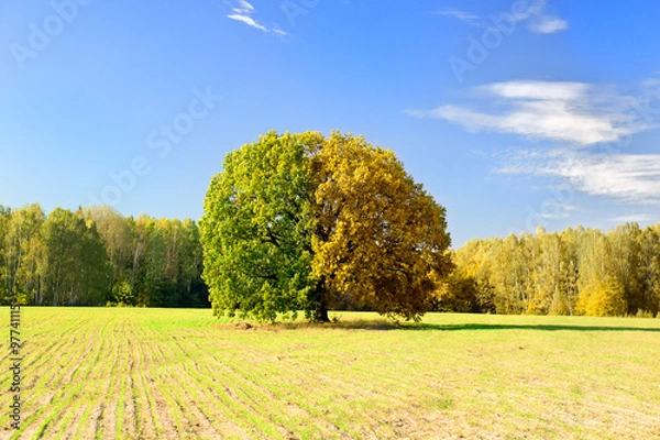 Fototapeta Tree captured at different times of the year