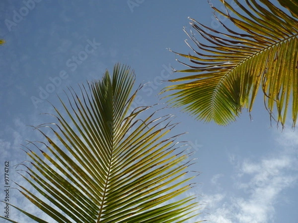 Obraz ciel de palmier