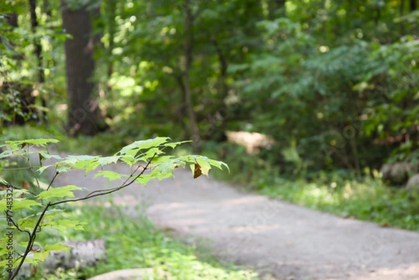 Fototapeta A path in the woods