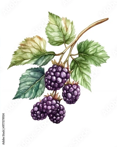 Fototapeta Watercolor painting of a blackberry branch with leaves. The berries are ripe and juicy, with a deep purple hue.