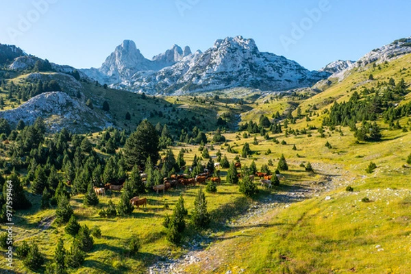 Fototapeta A herd of cows grazing around trees on a beautiful green valley on the mountain	