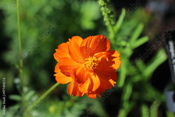 Obraz Spring flowers