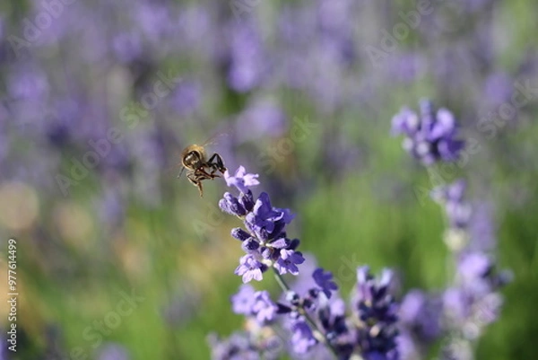 Obraz Spring flowers
