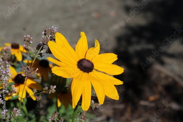 Obraz Spring flowers