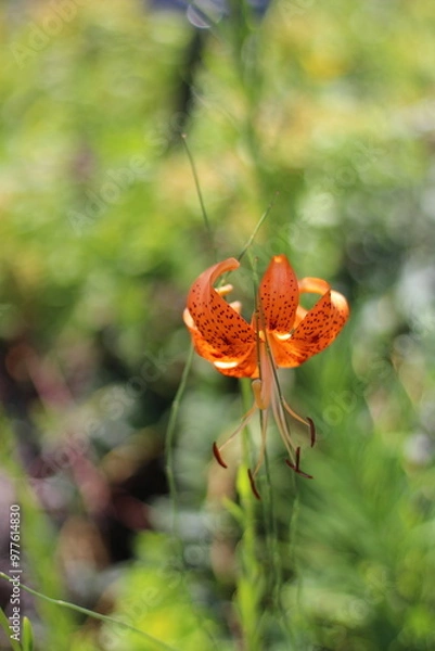 Obraz Spring flowers