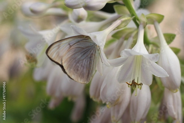 Obraz Spring flowers