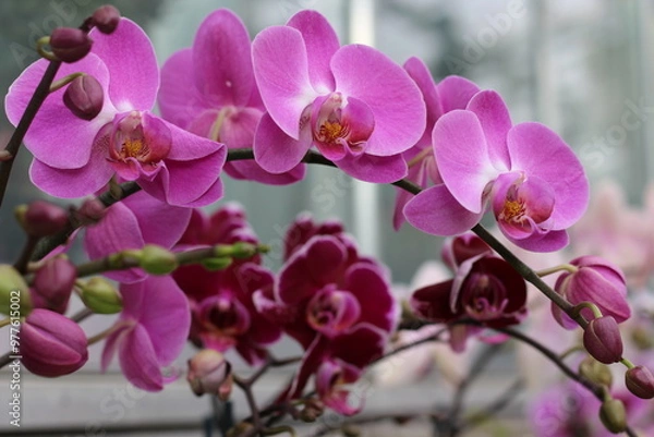 Fototapeta Spring flowers