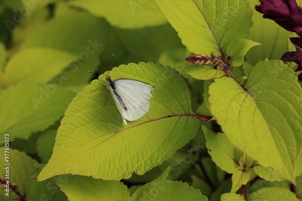 Obraz Spring flowers