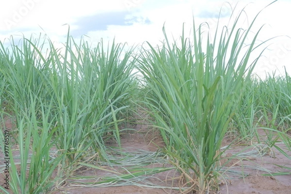 Obraz green grass field