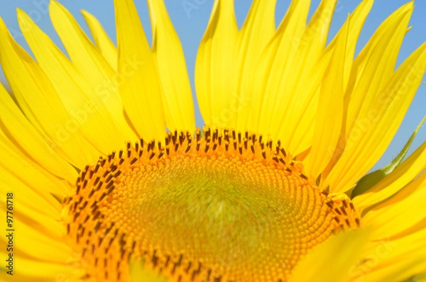 Fototapeta Sunflower
