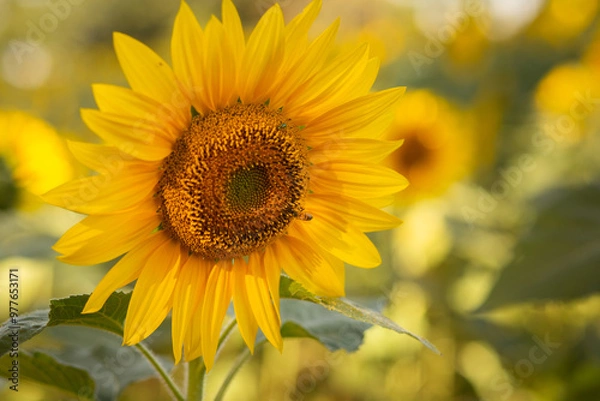 Fototapeta Close up em uma flor de girassol com uma abelha no miolo. Fundo desfocado.