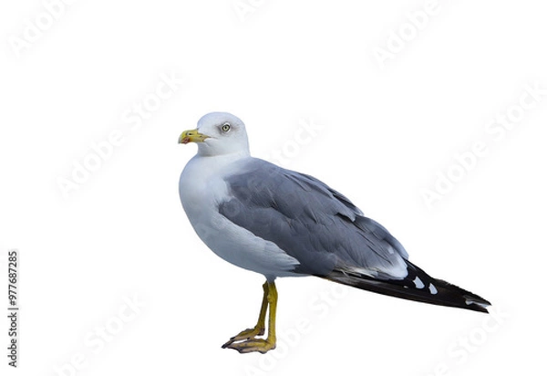 Obraz seagull isolated on white background