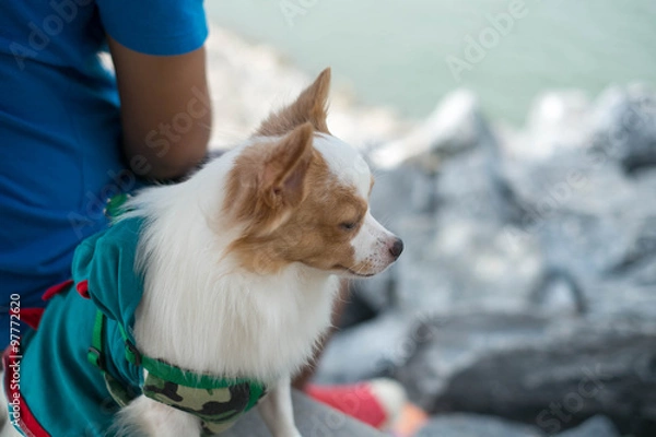 Obraz little dog looking for something