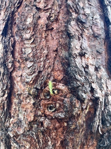 Fototapeta Trees spring 