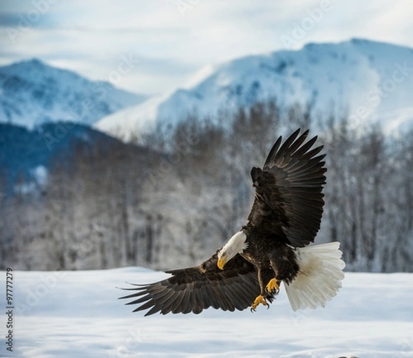 Obraz Bielik amerykański (Haliaeetus leucocephalus) wylądował na śniegu